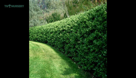 Privet Hedge Privacy: 7 Summer Screening Solutions