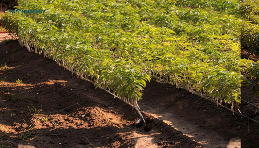Persimmon Trees for Summer Shade: 7 Smart Picks
