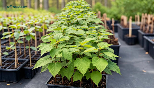 American Beech Seedlings: 7 Native Shade Solutions