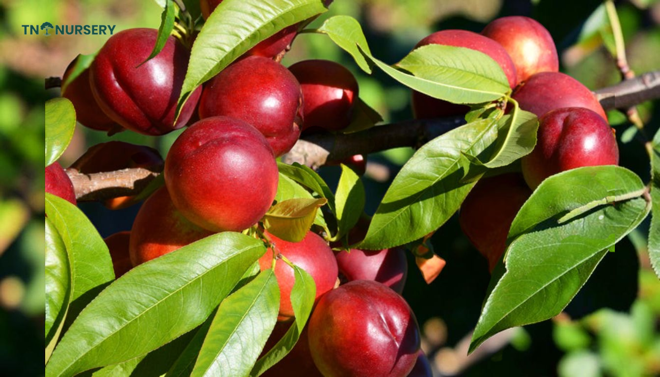 Plum Tree Care: 7 Summer Harvest Success Tips - TN Nursery