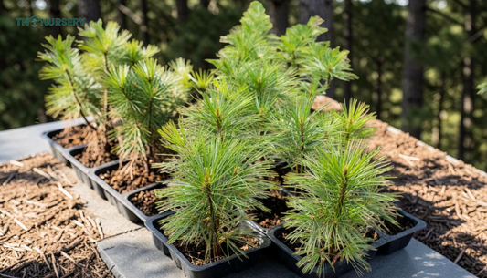 Top White Pine Seedlings for Privacy Screens in 2026