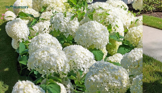 Top Viburnum Ideas for Summer Curb Appeal and Color