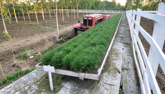 Top Loblolly Pine Seedlings for Fast Windbreaks