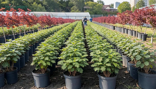 Top Burr Oak Seedlings for Wildlife Yards