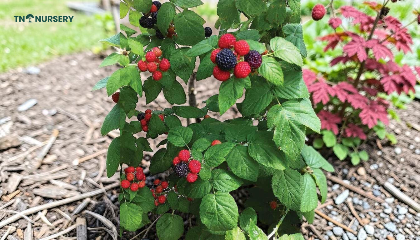 Black Raspberry Bush Guide: 7 Easy Summer Harvest Tips - TN Nursery