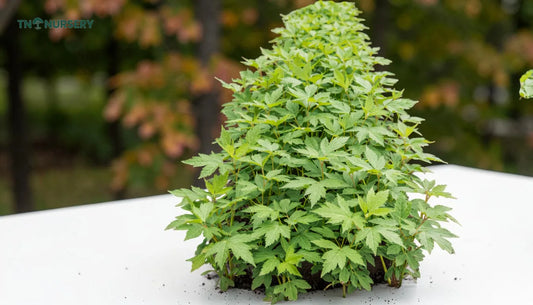 Complete Silver Maple Seedling Guide for Fast Shade