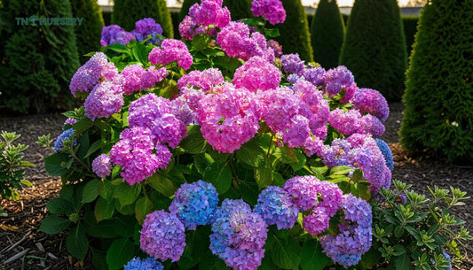Best Evergreen Trees for Summer Privacy, 2026 Picks