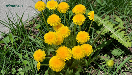Top Flowering Trees for Small Yards in Full Sun