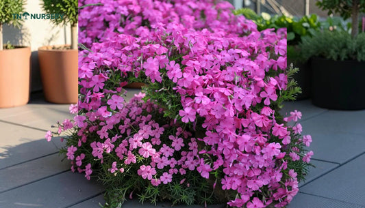 Dwarf Trees for Patios: 7 Summer Container Picks