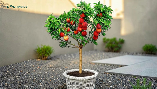 Compact Trees for Small Yards: 7 Smart Space Picks