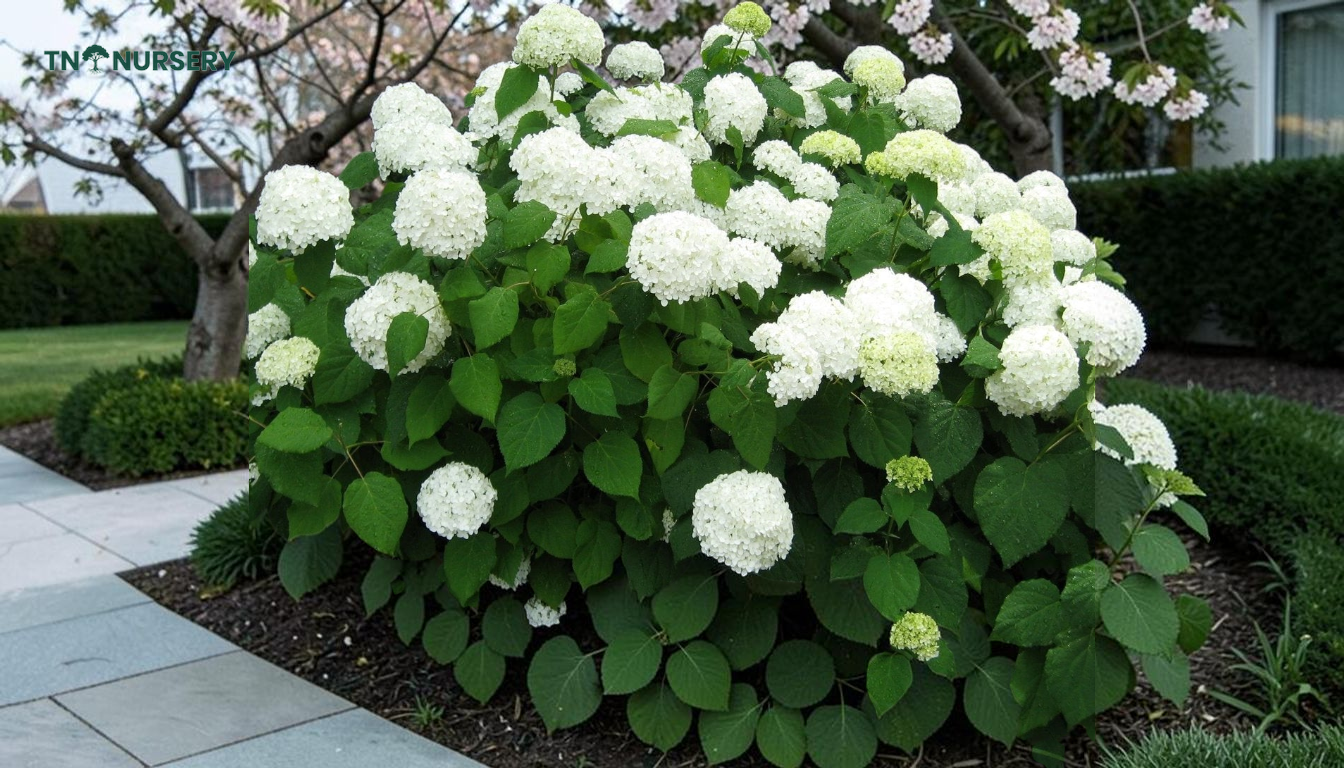 Top Trees for Small Yards and Front Entry Impact - TN Nursery