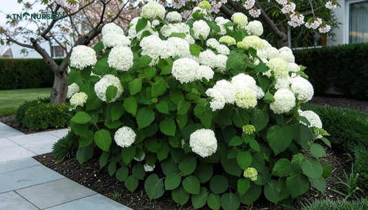 Top Trees for Small Yards and Front Entry Impact