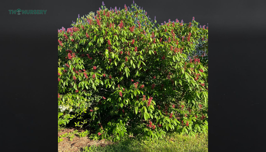 Firecracker Buckeye Trees for Small-Yard Privacy