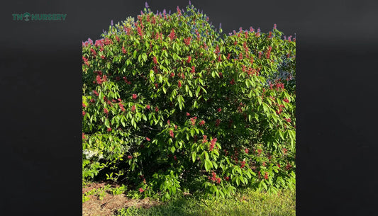 Firecracker Buckeye Trees for Small-Yard Privacy