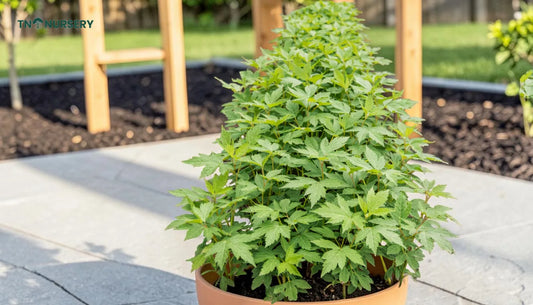 Fruit Trees for Patios: 7 Space-Saving Picks