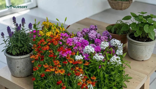 Summer Porch Color Ideas for Easy Curb Appeal