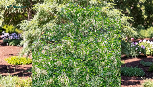 Honey Locust Tree: 7 Ways to Build Light Shade