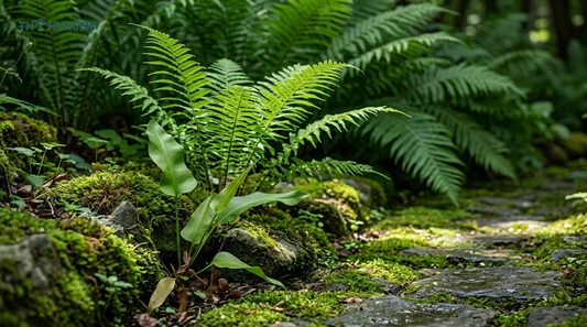 Walking Fern for Shade Gardens: Complete July Look