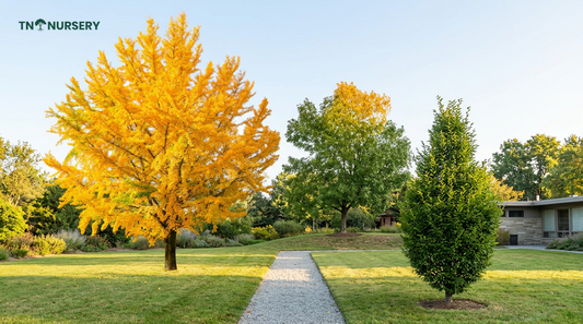 Ginkgo Tree Guide: Best Native Trees for Easy Yards