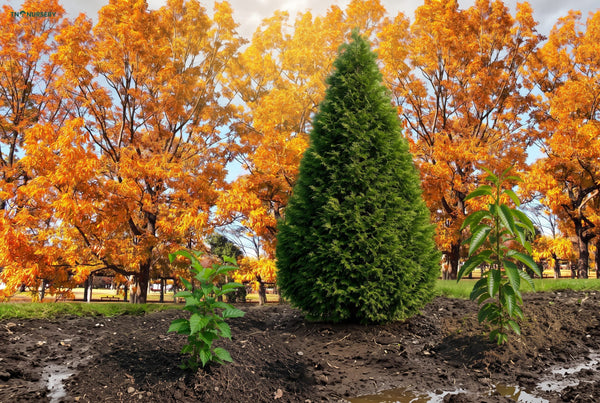 Best Trees for Clay Soil: 7 Tough Picks for Fall