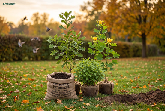 Backyard Wildlife Habitat: Fall Tree Planting Guide