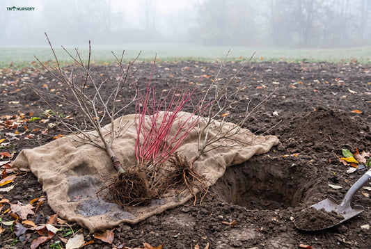 White Dogwood Tree Care: Bare Root Fall Planting Guide