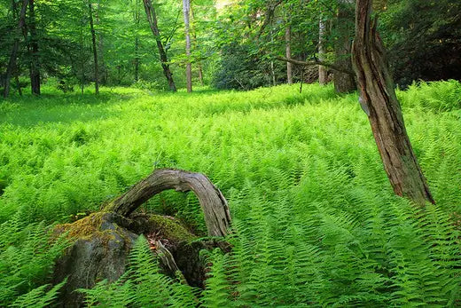 Fern Plants in Landscaping | TN - TN Nursery