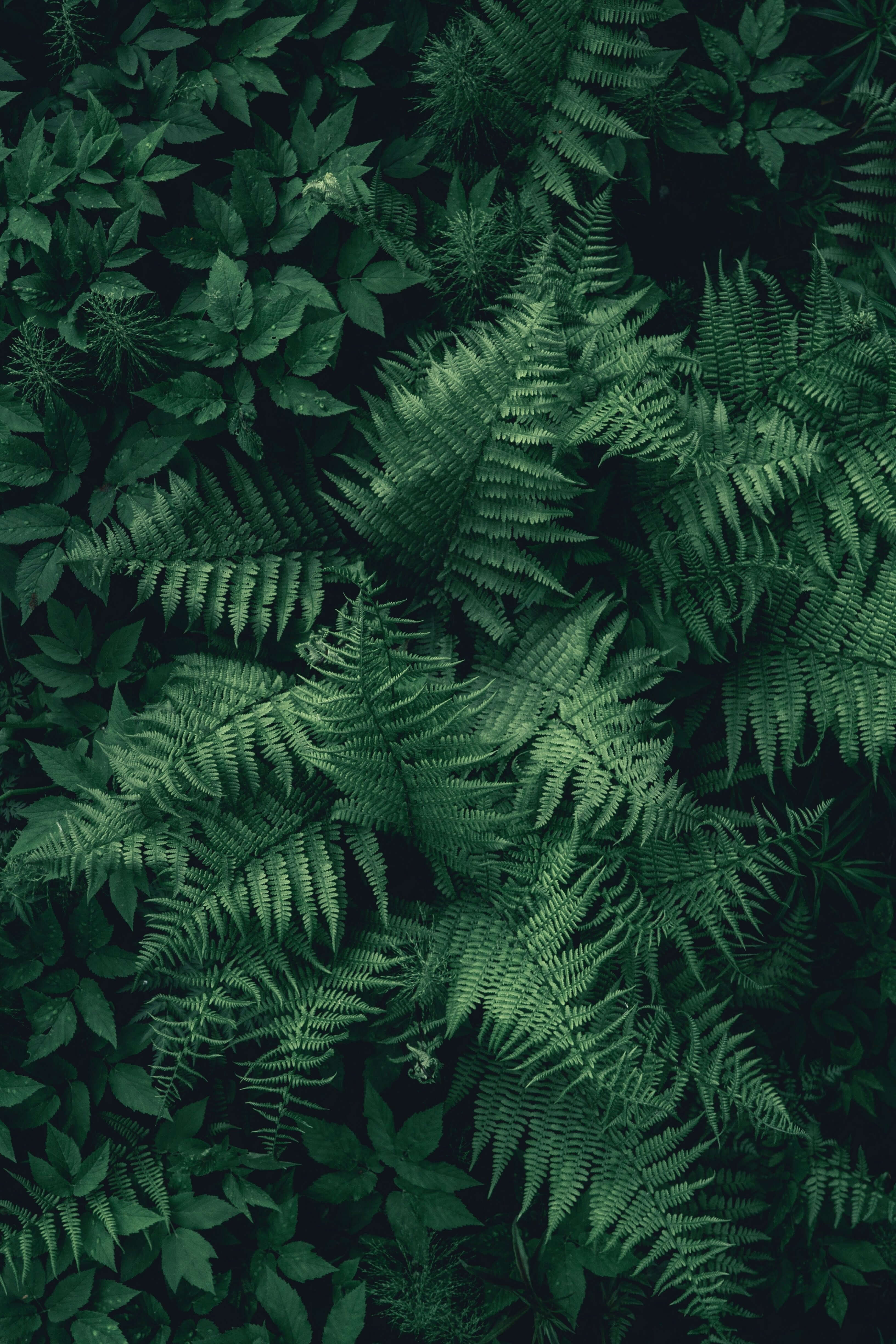 Easy Ferns to Grow: 7 Shade-Loving Picks for Spring - TN Nursery