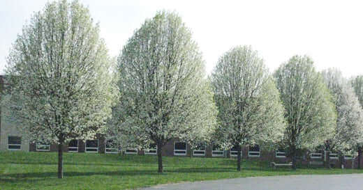 Row of blooming Cleveland pear trees lining grassy area by building
