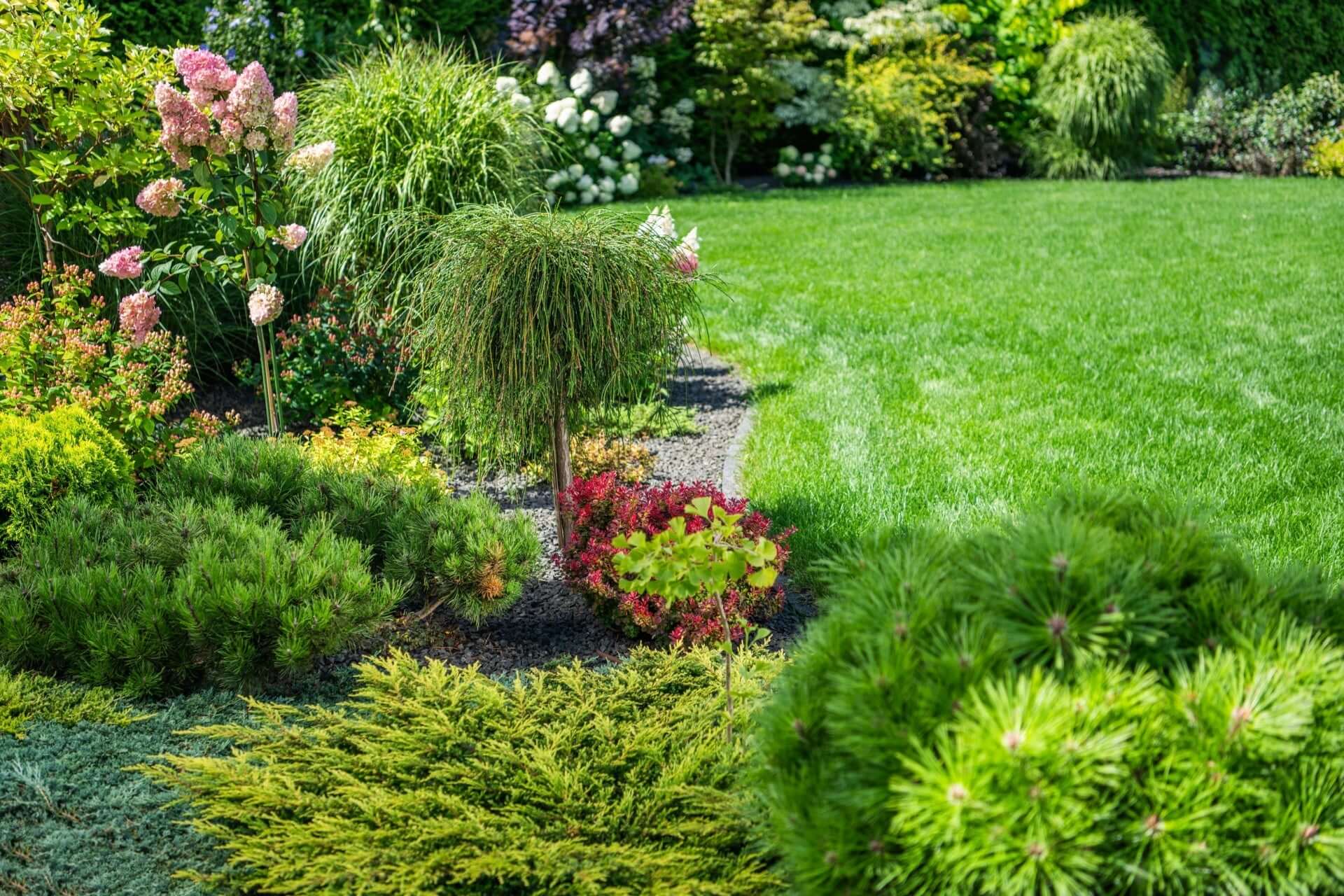 Lush green lawn bordered by vibrant pink white flowering shrubs grasses
