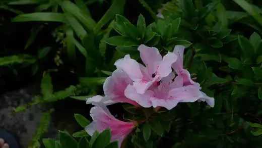 Delicate pink azalea blossoms from TN Nursery best prices selection