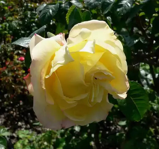 Delicate low-maintenance yellow rose with layered petals and pink undertones