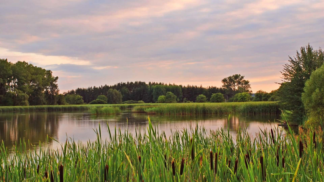Calm swampland pond with lush green reeds and trees under pink-gray sky