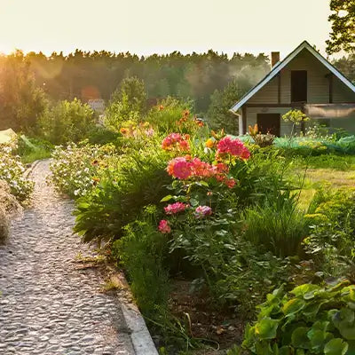 Charming white cottage with dark shutters amid perennial roses and greenery