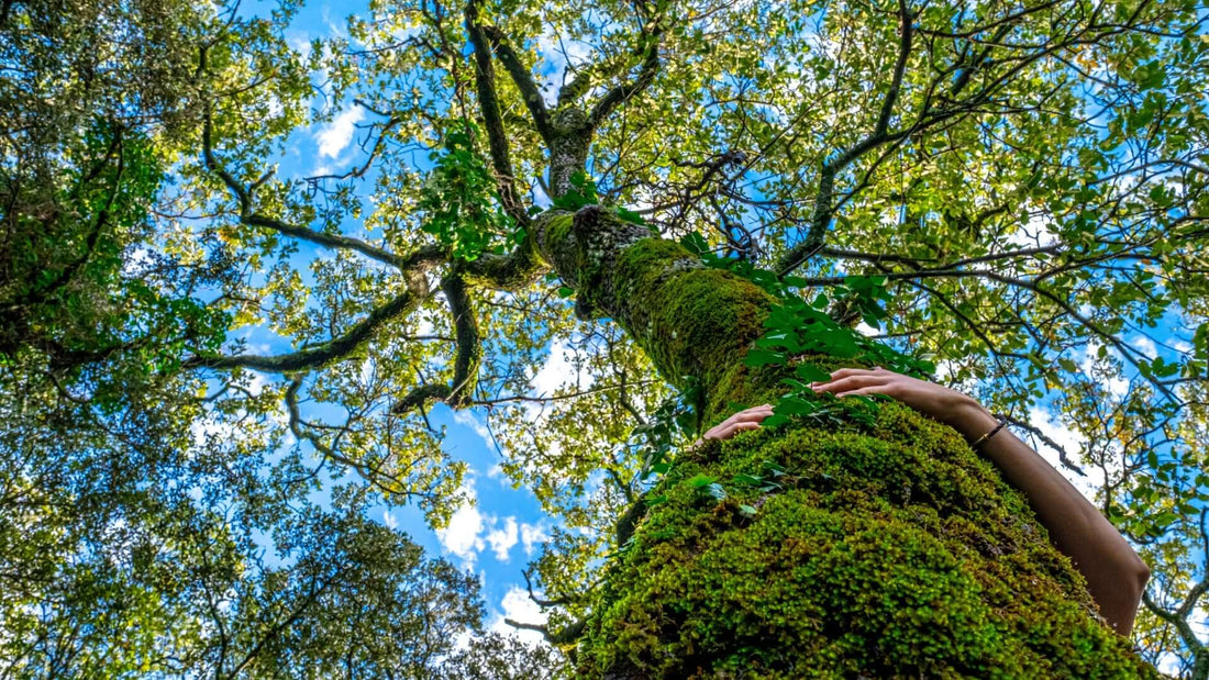 Moss-covered tree trunk with hand on textured green surface for shade enhancement