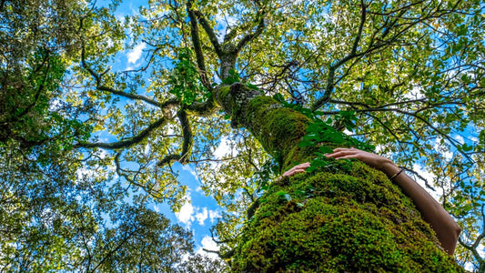 Moss-covered tree trunk with hand on textured green surface for shade enhancement
