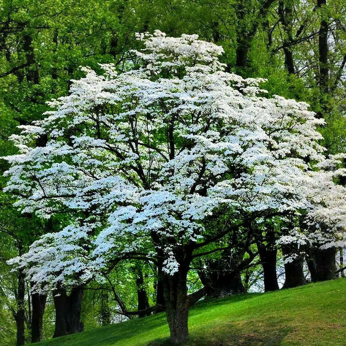 Blossoming white flowering tree with dense branches thriving in lush green landscape