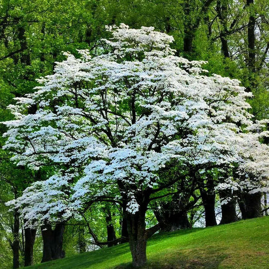 Blossoming white flowering tree with dense branches thriving in lush green landscape