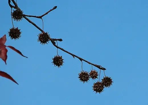 Gardening For Birdwatchers | TN - TN Nursery