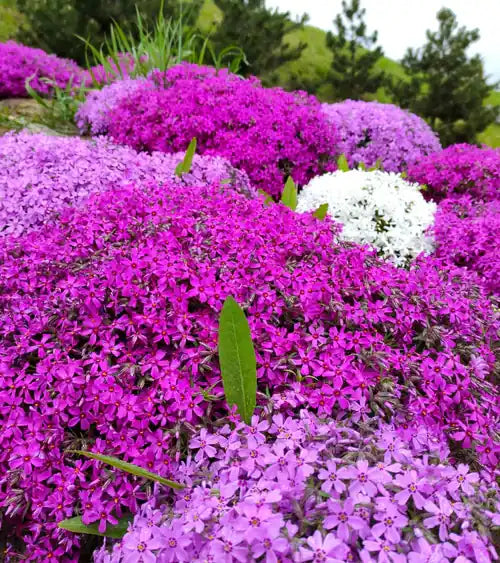 Vibrant purple white phlox field from TN Nursery