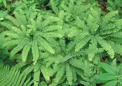 Growing and Caring for a Maidenhair Fern - TN Nursery