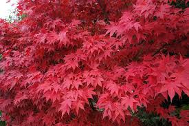 Vibrant red maple leaves clustered for berry success