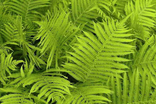 Hardy Fern Varieties -Visit us at TN Nursery - TN Nursery