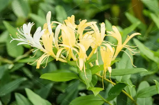 Honeysuckle Vine - Planting Guide - TN Nursery