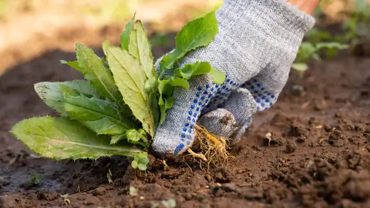 How to Control Weeds in Your Garden - TN Nursery