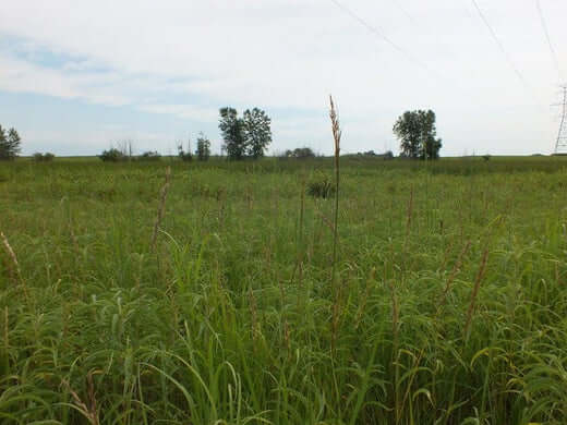 How to Cover Bald Spots In Grass - TN Nursery