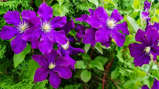 Clematis: Growing and Care Tips – TN Nursery