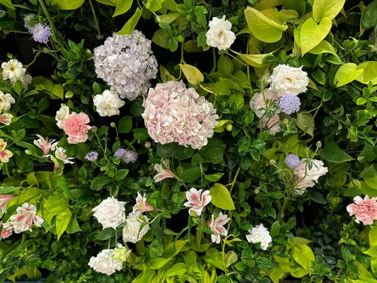 Hydrangea Varieties