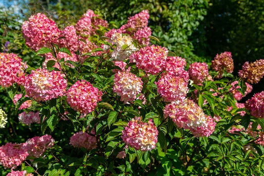 Vibrant Shrubs