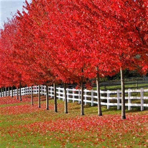 Row of vibrant red maple trees by white picket fence from best online plant nursery